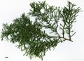 SpeciesSub: var. baja-californica